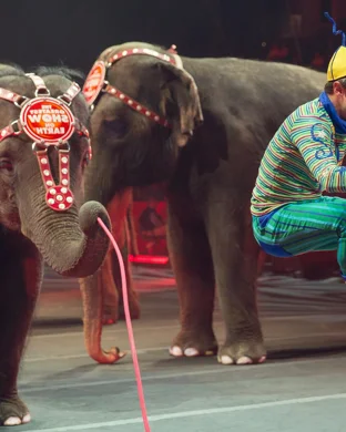 Ringling Bros. and Barnum & Bailey Circus Cincinnati